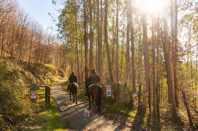 Reiten im Walde