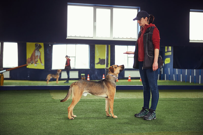 VG Mainz zur Hundesteuer für Trainings- und Therapiehunde