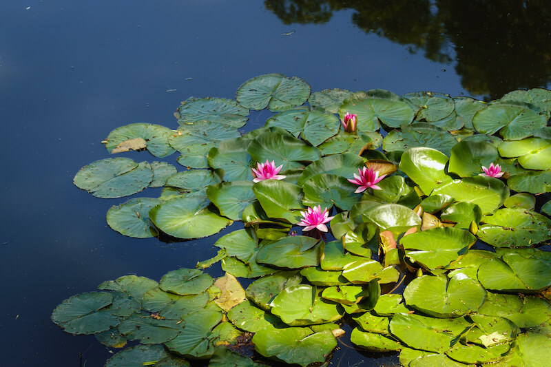 OLG BB zur Verkehrssicherungspflicht für Gartenteich