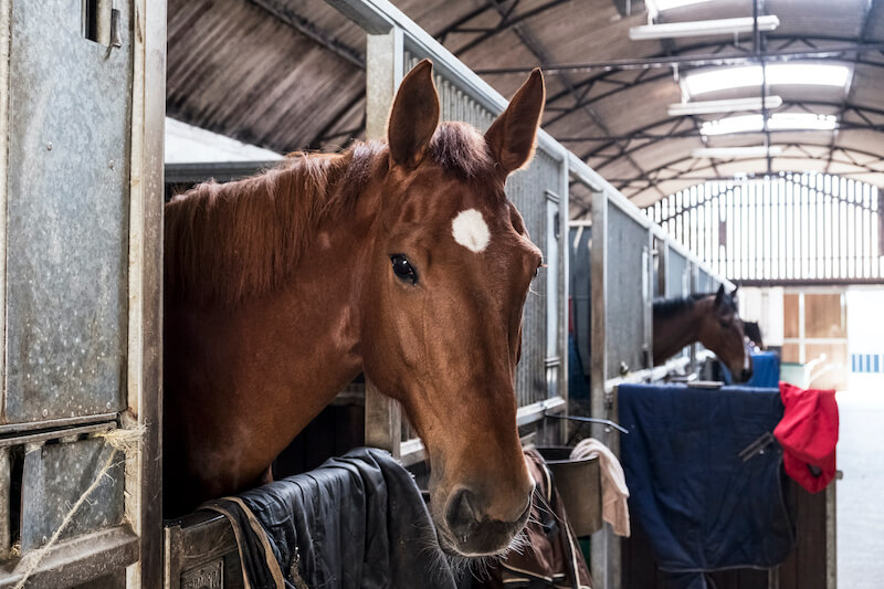 Haftung des Reitstalls beim Pferdeeinstellvertrag: OLG Frankfurt zu Obhutspflichten und Schadensersatz