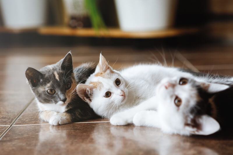 Katzen ohne Namen: Eigentumsnachweis scheitert an Erinnerungslücken