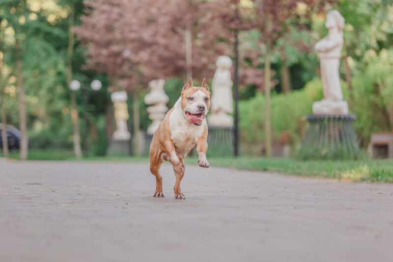 Maulkorbbefreiung für gefährliche Hunde: VG Düsseldorf zu Widerruf und Sofortvollzug