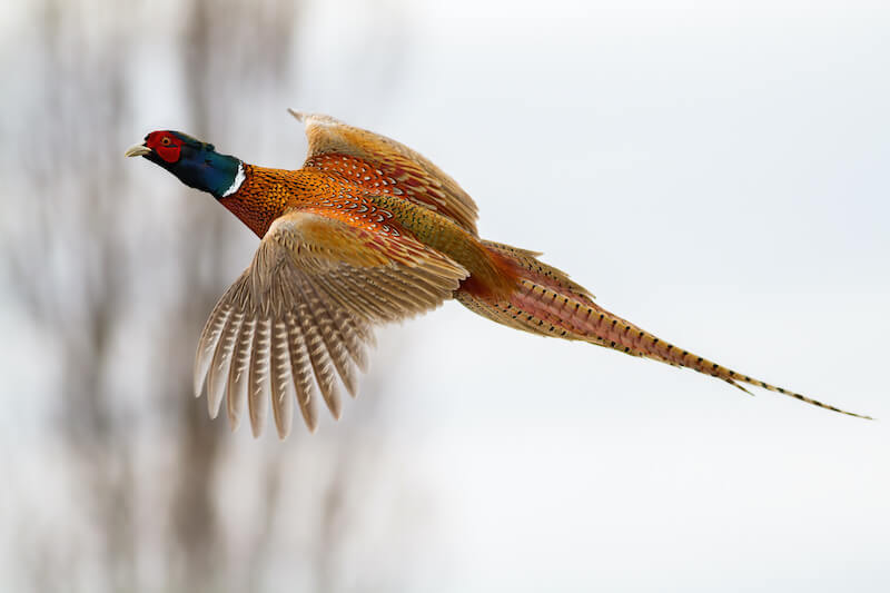 Kollision mit Fasan: Wann verwirklicht sich die Betriebsgefahr nach § 7 StVG bei einem Wildunfall?