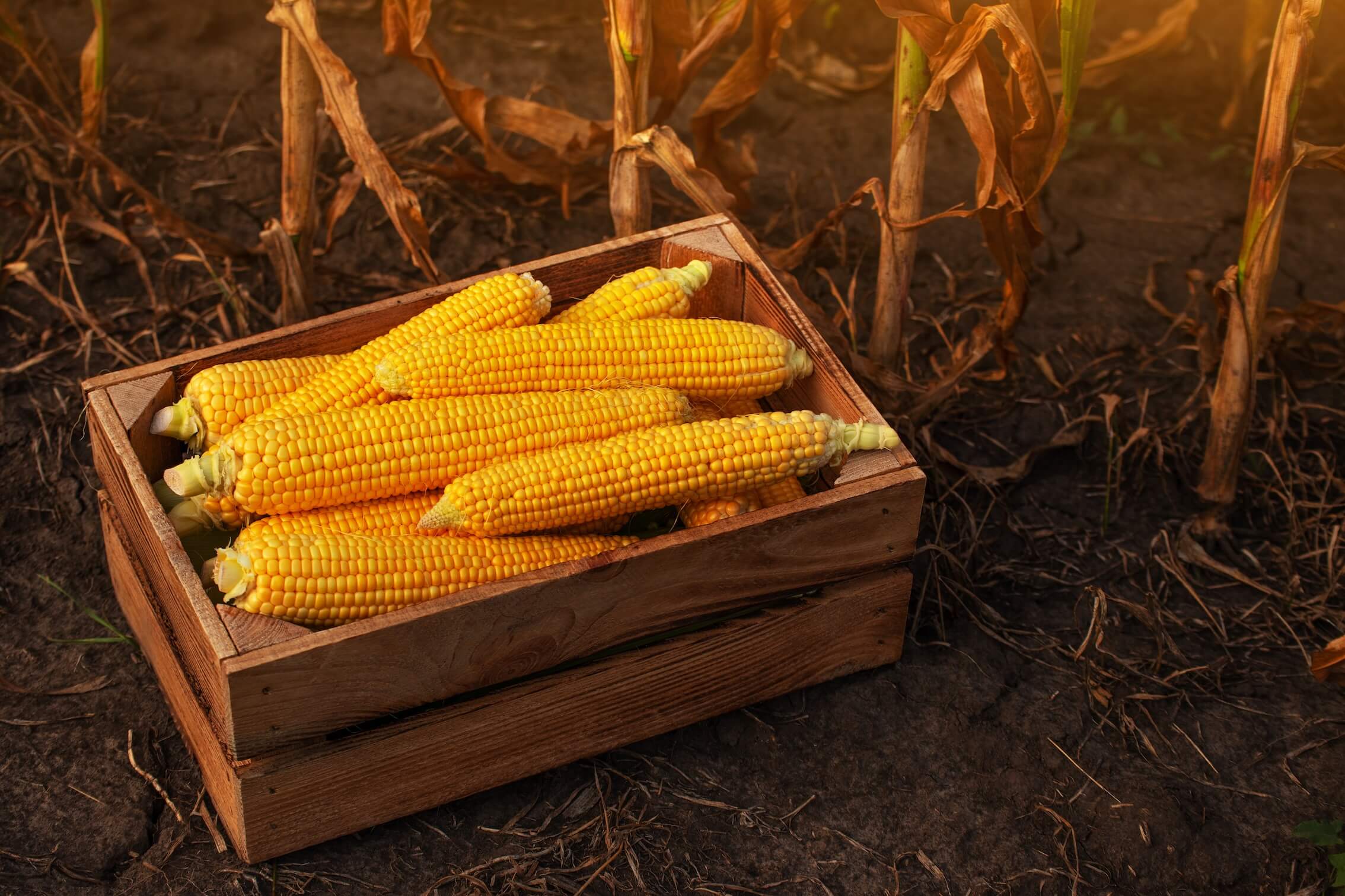 Update: BGH zu Schadensersatz bei mangelbedingter Nutzungsbeeinträchtigung