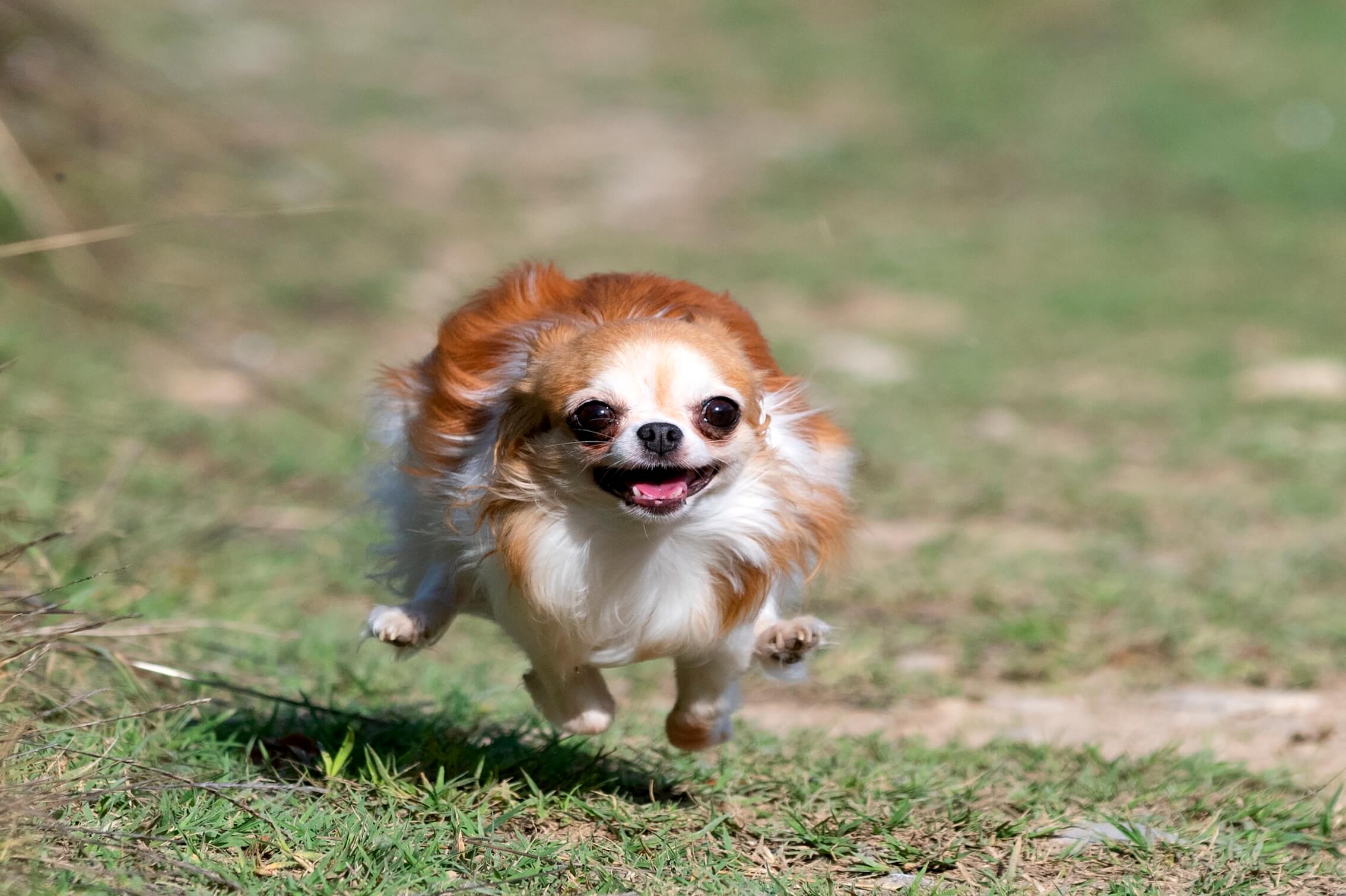 Hundehalter haftet für Sturz bei Flucht vor frei laufendem Chihuahua
