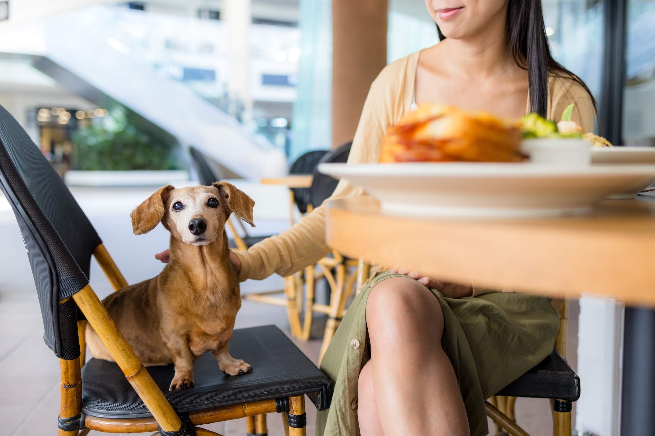 Ein Dackel, ein Mäuseköder und ein Instagram-Post: Wo endet die zulässige Kritik beim Restaurantbesuch?