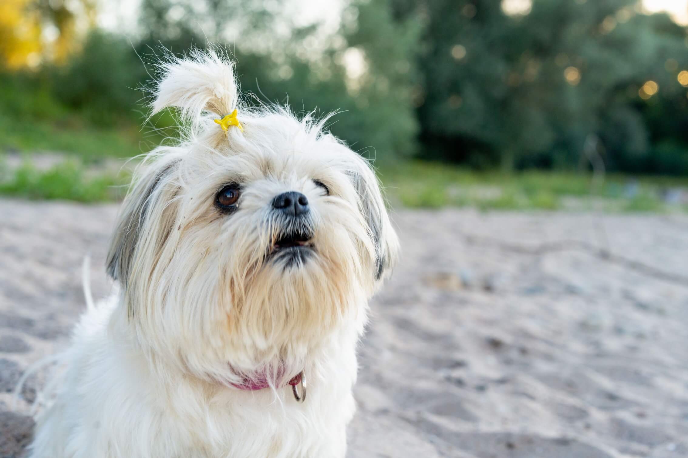 Tierhalterhaftung: Trifft den Halter ein Mitverschulden, wenn er seinen Hund retten will?
